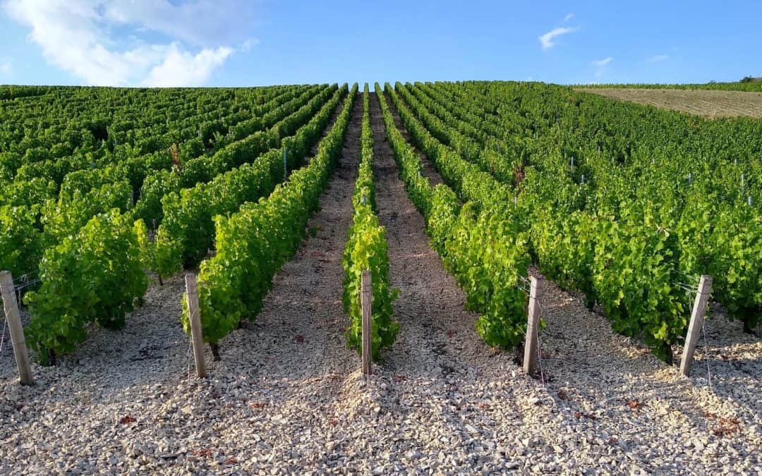 Cykla mellan vingårdar i Frankrike