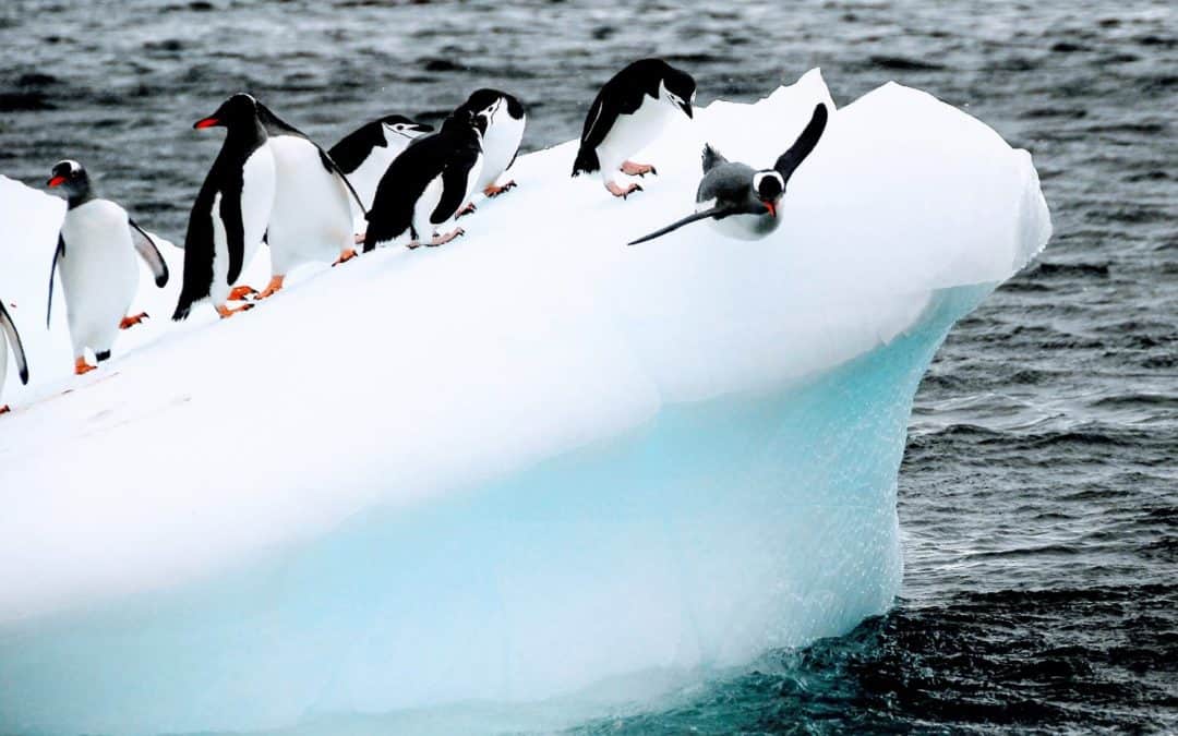 Antarktis – Upplev spänningen på världens sydligaste kontinent