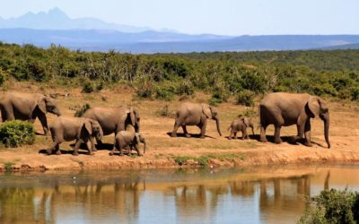 En safari i Afrika