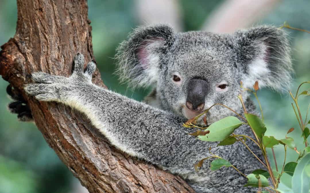 Resor för djurälskare