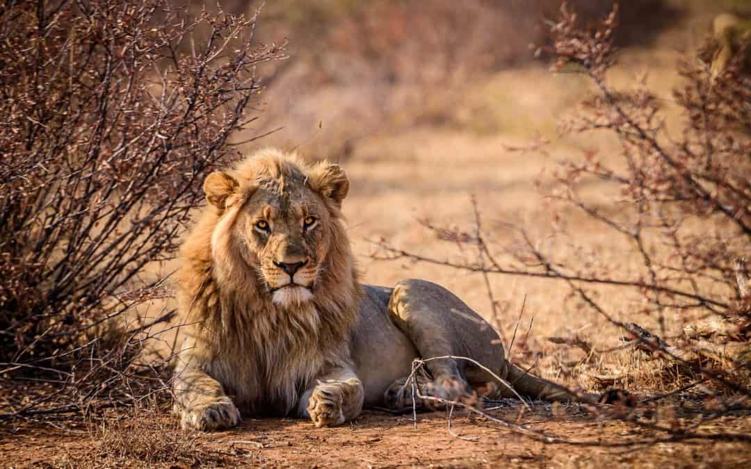 10 saker att tänka på när du ska boka en safariresa