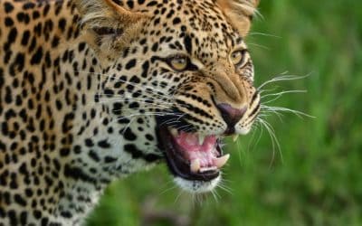 Safari – Afrikas storslagna djurliv och The Big Five