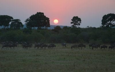 Safari i Kenya