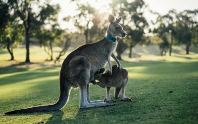 Australiens outback