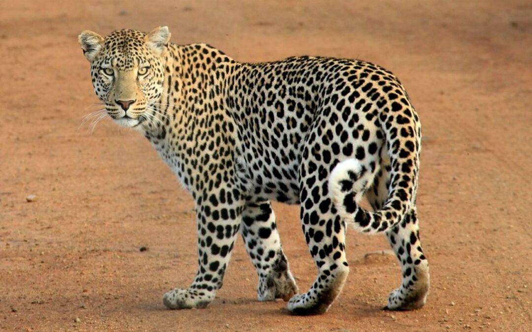 Familjesafari i Afrika