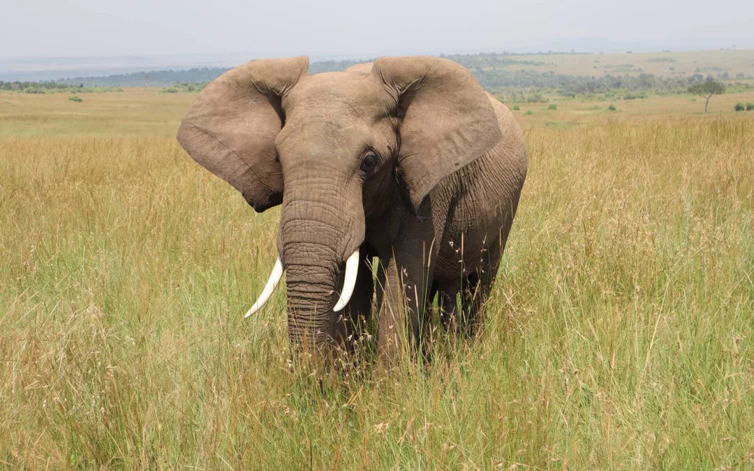 Safariresor Kenya – Upptäck vildmarkens skatter!