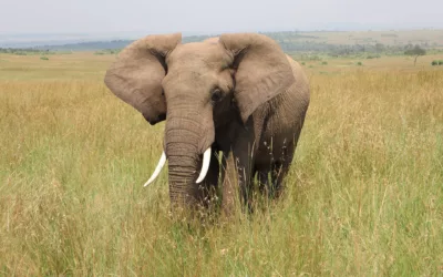 Safariresor Kenya – Upptäck vildmarkens skatter!