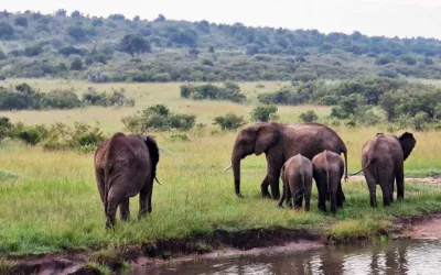 Weekend med safari i Masai Mara – Kenya